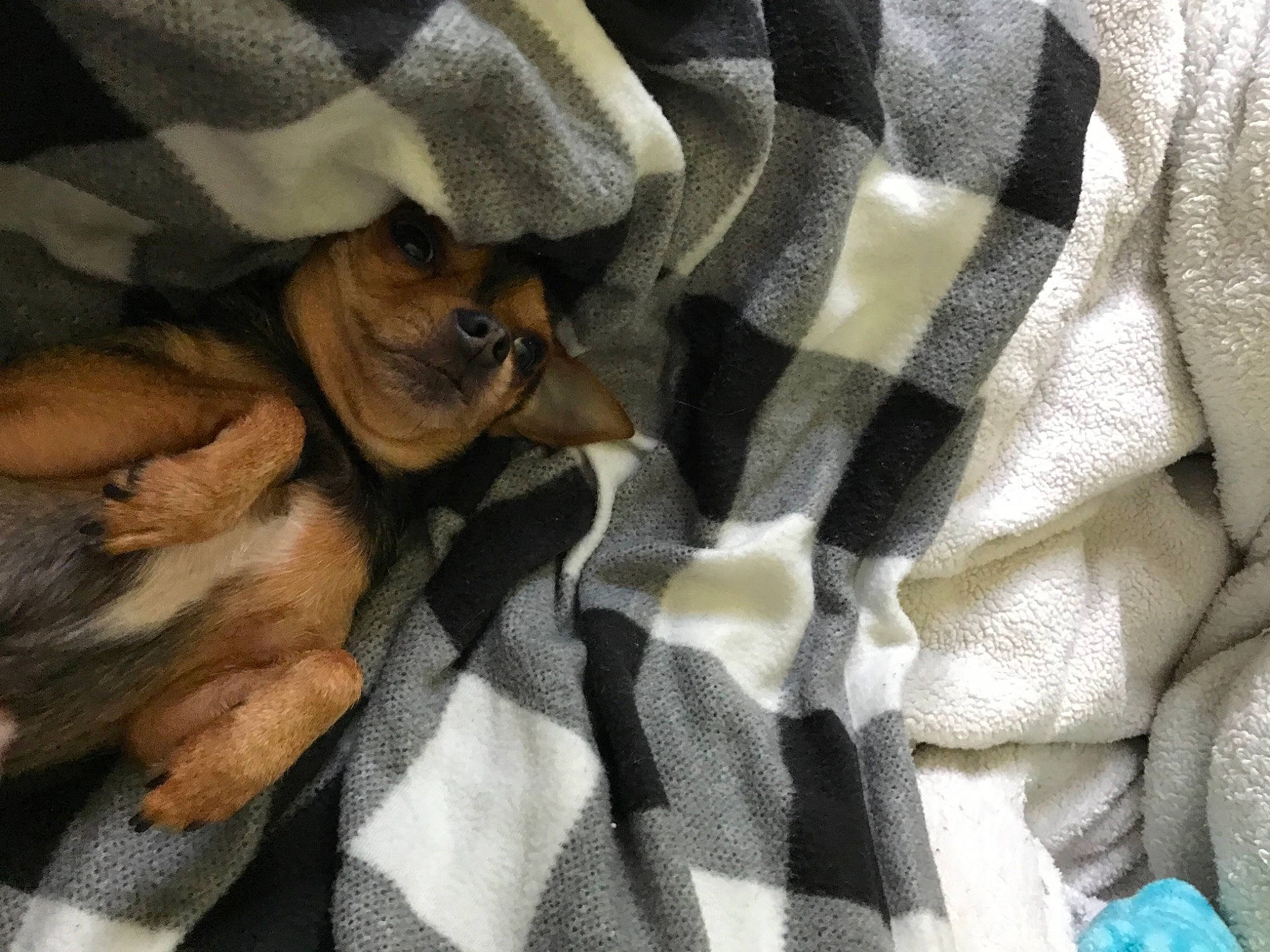 Peanut is registered to the contest to win money with this photo: blanket, brown, canidae, carnivore, claw, comfort, companion_dog, dog, dog_breed, fawn, felidae, fur, grey, linens, pattern, paw, plaid, reflex_camera, textile, toy_dog