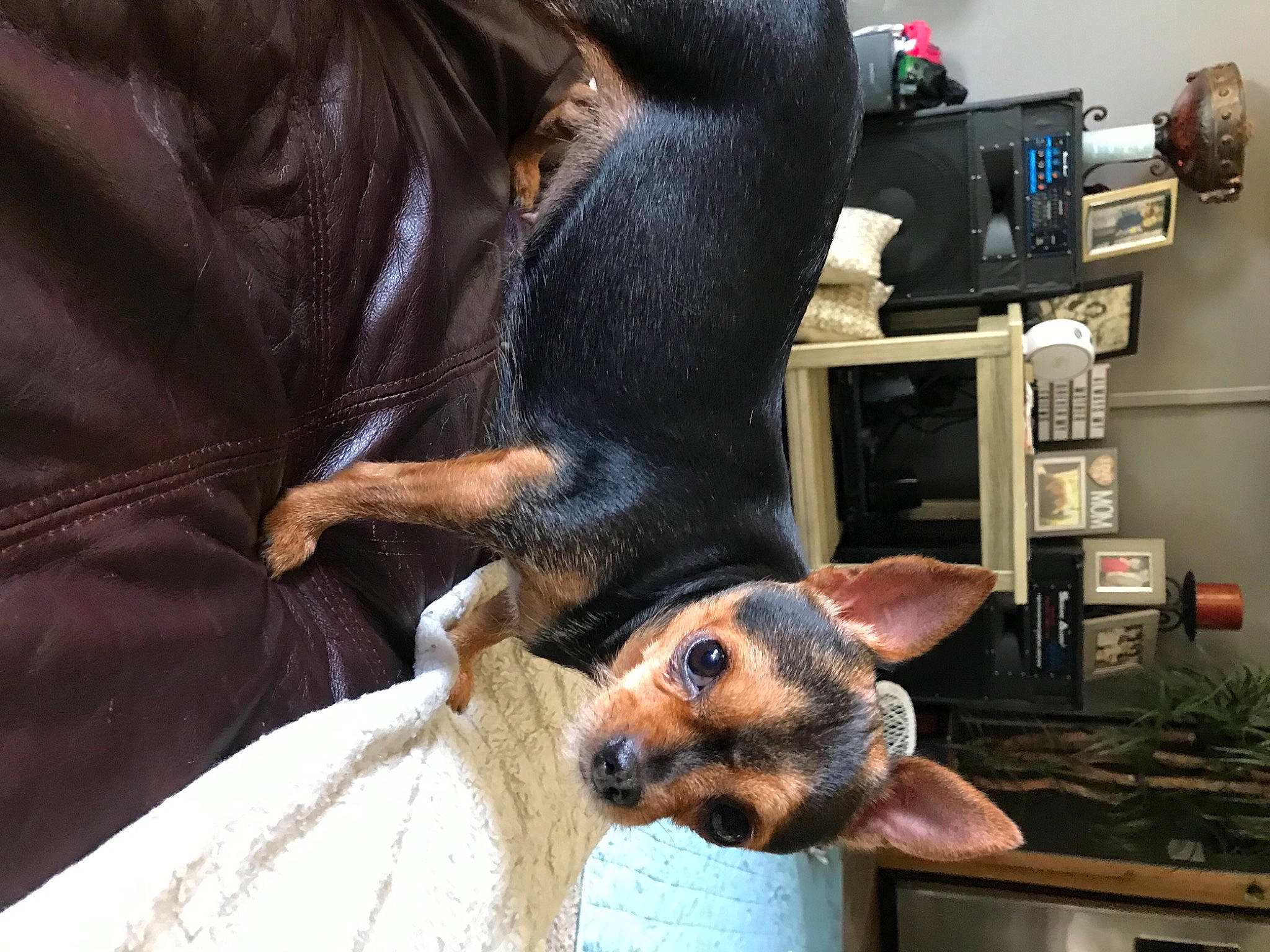 Peanut is registered to the contest to win money with this photo: canidae, carnivore, claw, comfort, companion_dog, dobermann, dog, dog_breed, ear, fawn, fur, guard_dog, liver, service, snout, sporting_group, tail, terrestrial_animal, whiskers, working_animal