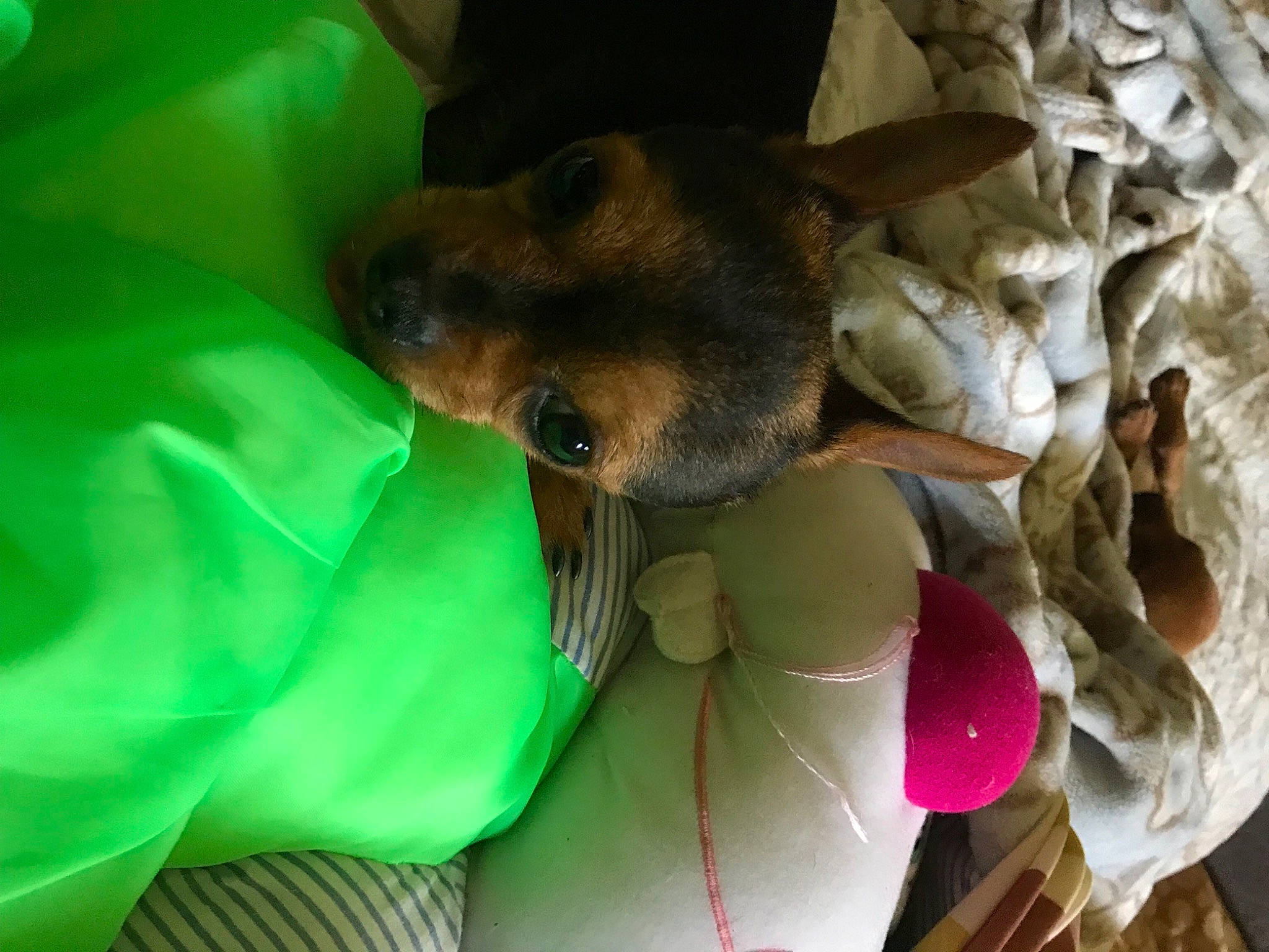 Peanut joined the competition — help win amazing prizes! balloon, canidae, carnivore, comfort, companion_dog, dog, dog_breed, ear, fawn, felidae, fur, hat, nap, sleep, snout, sporting_group, toy_dog, whiskers, working_animal