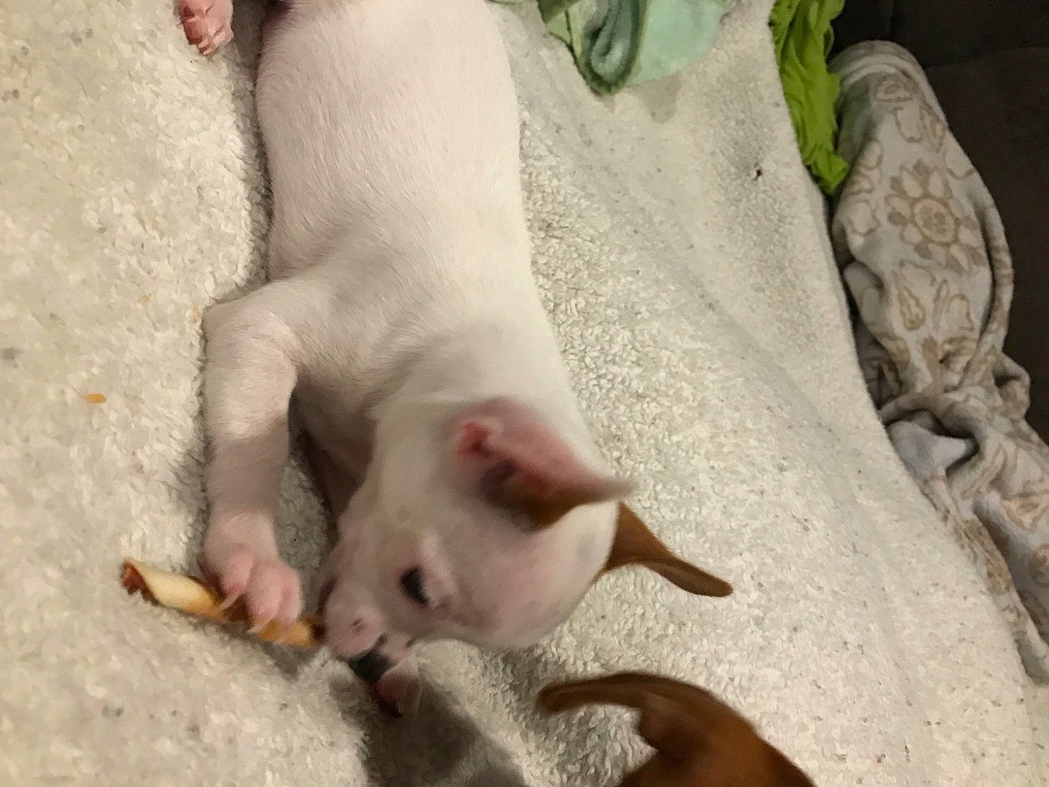 Juju joined the competition — help win amazing prizes! claw, comfort, fawn, felidae, flesh, foot, fur, human_leg, livestock, nail, paw, sand, small_to_medium_sized_cats, snout, soil, tail, terrestrial_animal, toe, wildlife