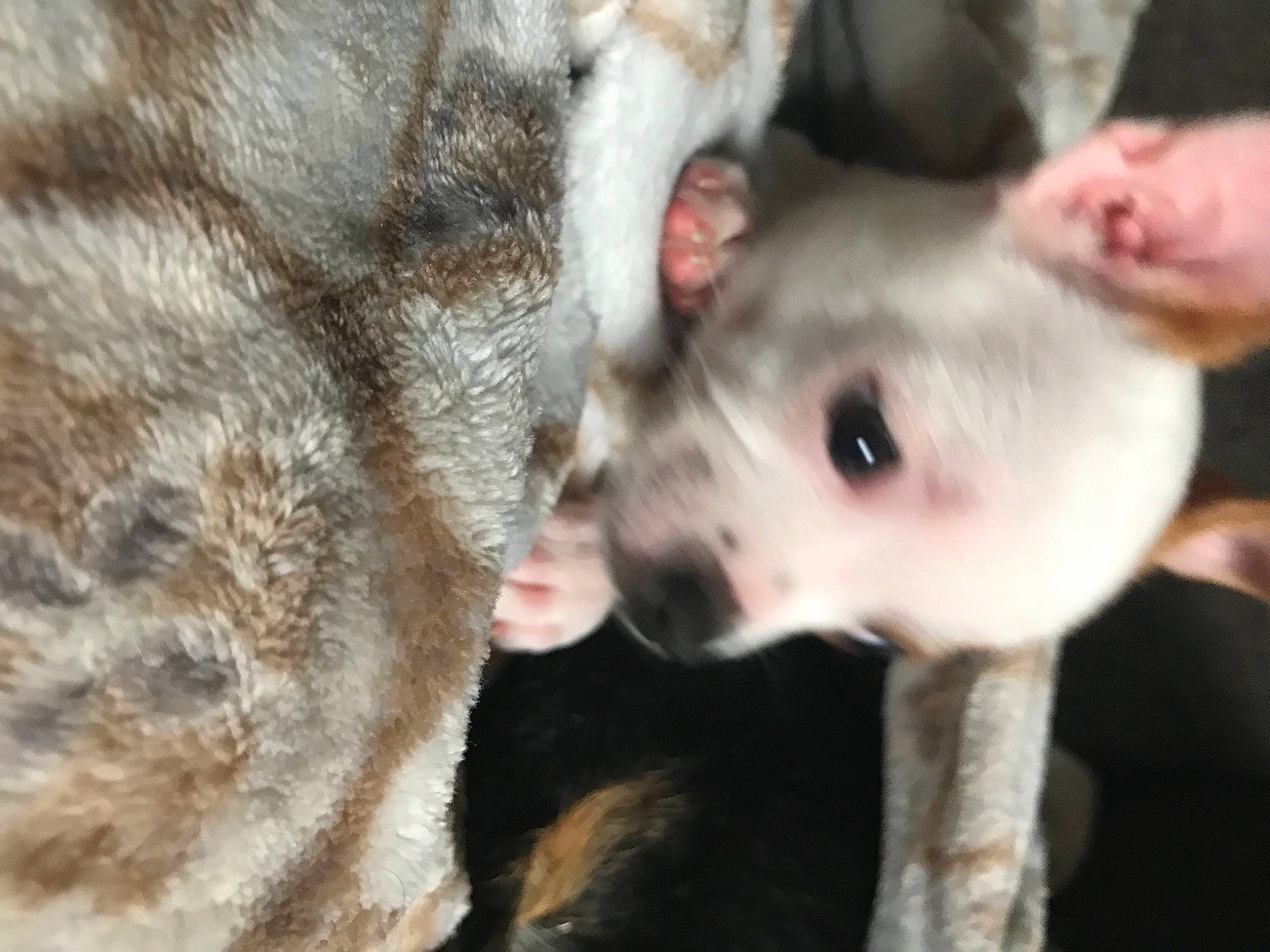 Juju is registered to the contest to win money with this photo: canidae, carnivore, close_up, companion_dog, dog, dog_breed, fawn, fur, mammal, marsupial, non_sporting_group, paw, snout, sporting_group, street_dog, tail, terrestrial_animal, vertebrate, whiskers