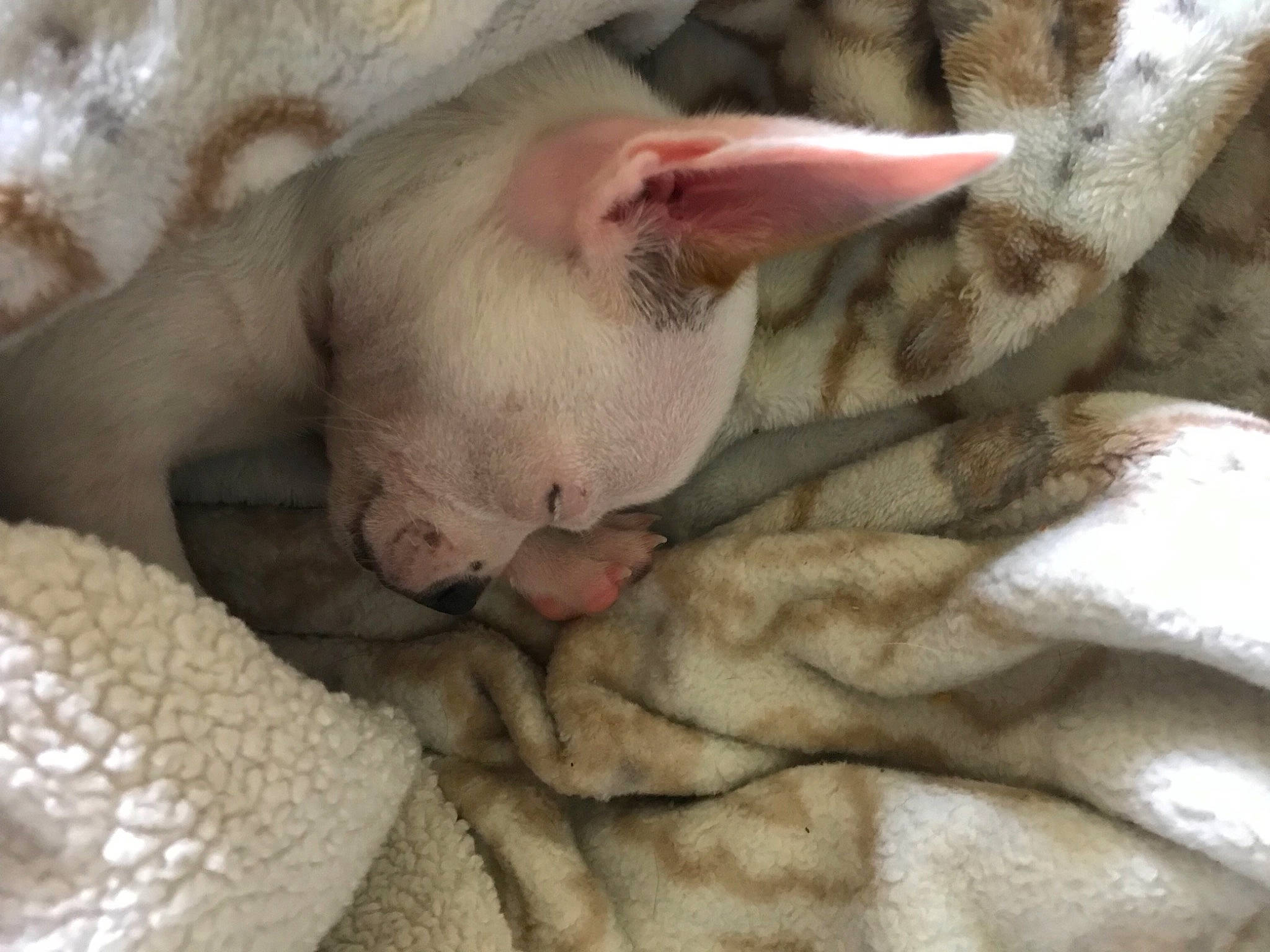 Juju is registered to the contest to win money with this photo: canidae, carnivore, comfort, dog_breed, domestic_pig, fawn, felidae, fur, grey, linens, nap, non_sporting_group, paw, sleep, snout, sporting_group, suidae, terrestrial_animal, whiskers, wrinkle