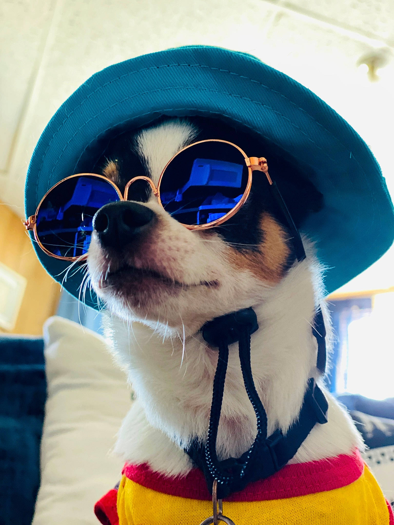 Luka is registered to the contest to win money with this photo: azure, carnivore, collar, companion_dog, costume_hat, dog, dog_breed, dog_clothes, dog_collar, dog_supply, electric_blue, eyewear, glasses, goggles, hat, lifejacket, personal_protective_equipment, snout, sunglasses, vision_care