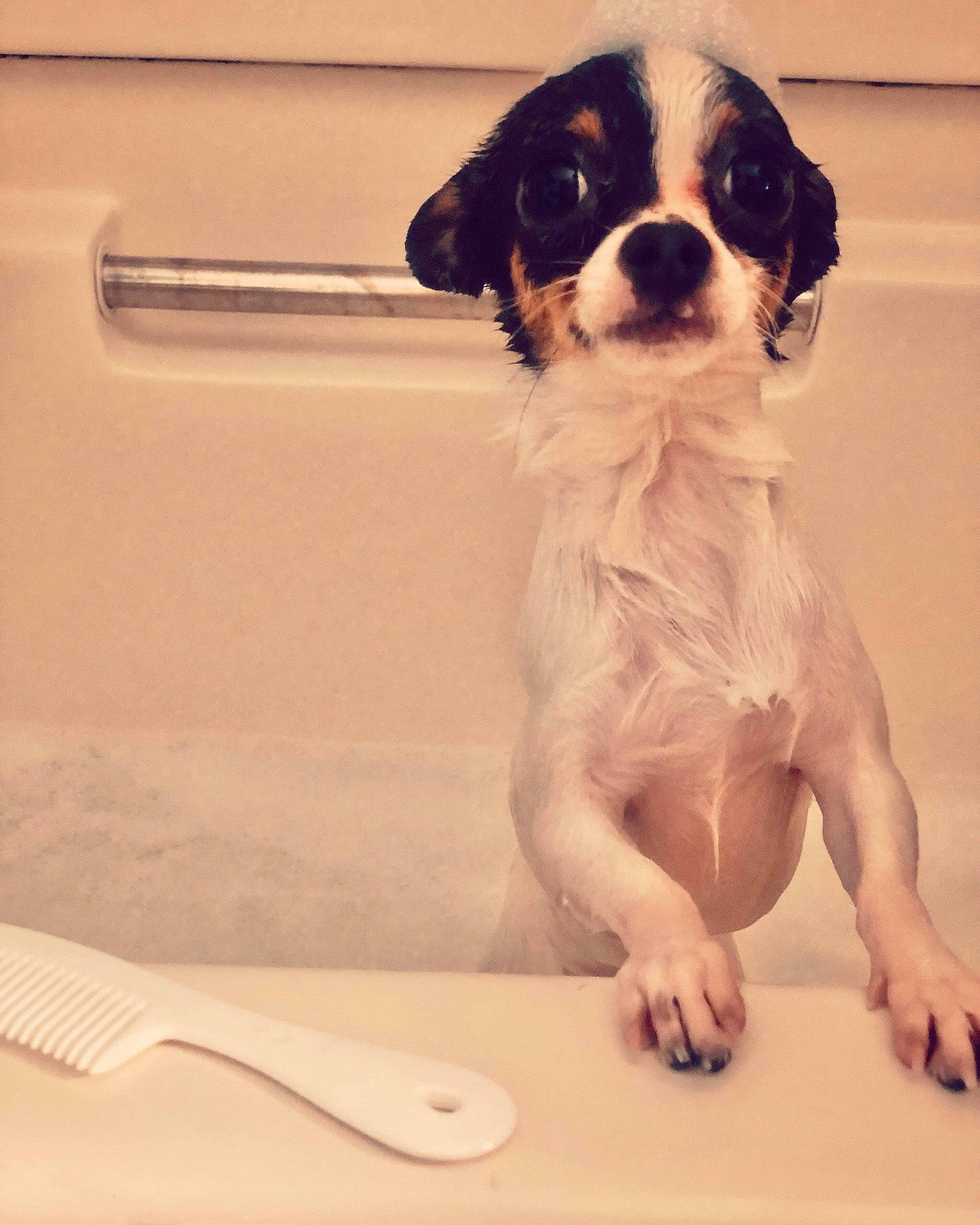 Luka joined the competition — help win amazing prizes! ancient_dog_breeds, canidae, carnivore, cavalier_king_charles_spaniel, companion_dog, cutlery, dog, dog_breed, door, fur, gun_dog, king_charles_spaniel, kitchen_utensil, snout, sporting_group, tableware, terrestrial_animal, toy_dog, working_animal, working_dog