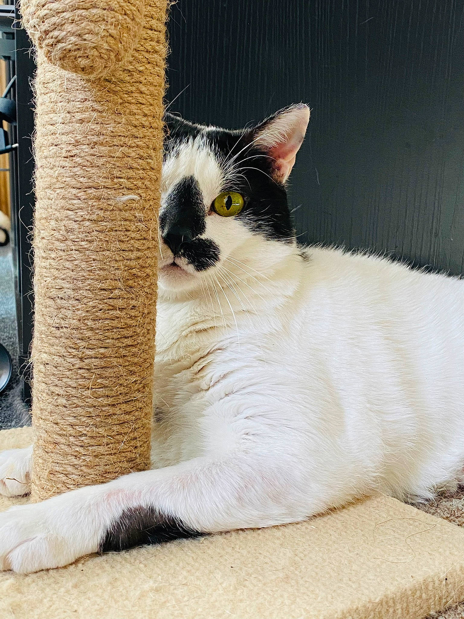 Ozzy joined the competition — help win amazing prizes! carnivore, cat, cat_furniture, cat_supply, claw, comfort, domestic_short_haired_cat, fawn, felidae, foot, fur, paw, sitting, small_to_medium_sized_cats, snout, tail, terrestrial_animal, whiskers, window