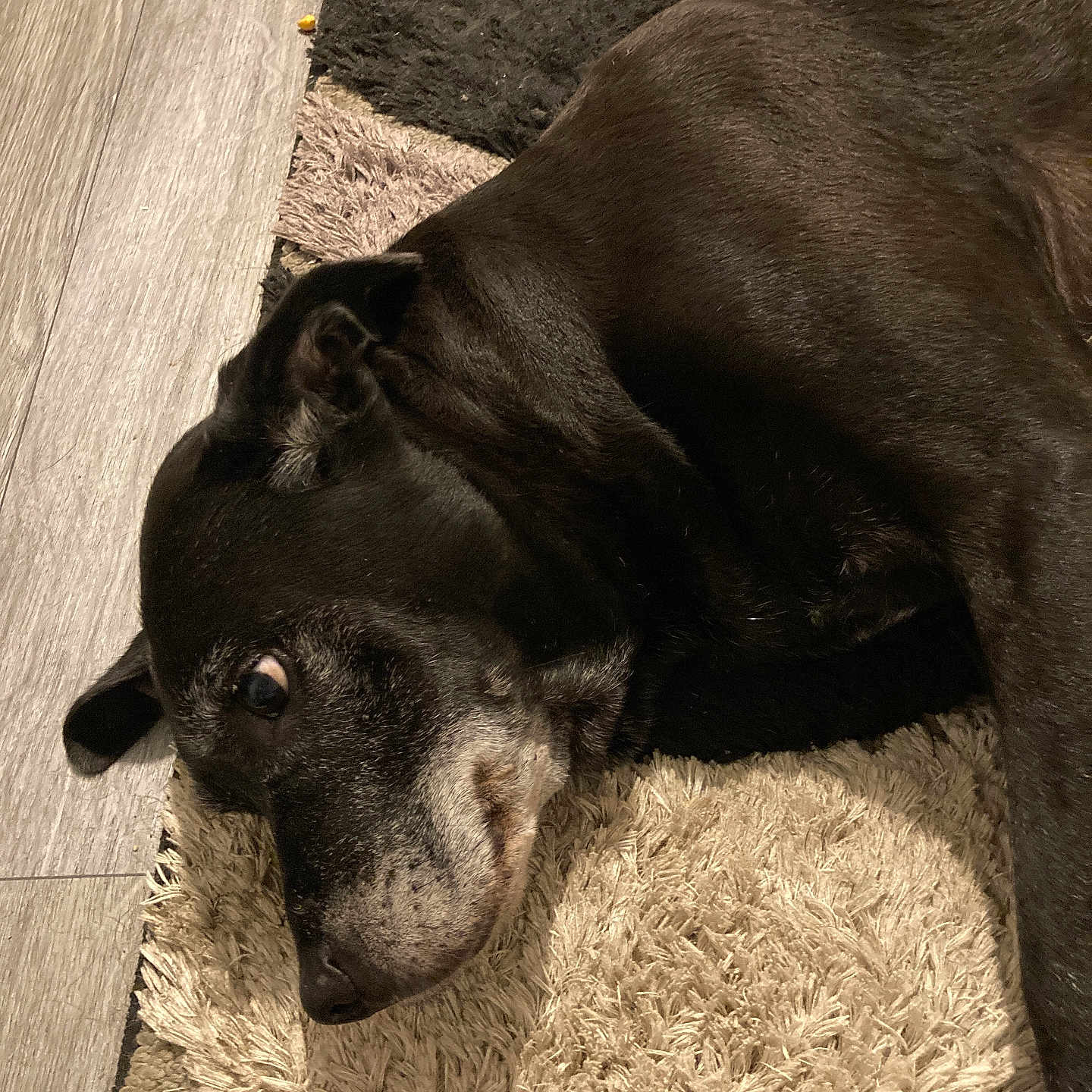 Jade a rejoint le concours — aidez-le/la à gagner de superbes lots ! dog, black_dog, sleepy, lying_down, indoor, rug, shaggy_rug, wood_floor, pet, animal, canine, relaxed, portrait, closeup, brown_fur, black_fur, home, floor, resting, cozy