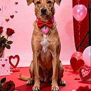 Sibelle participe au concours pour gagner de l'argent avec cette photo : animal, background, balloon, bow_tie, celebration, collar, cute, decoration, dog, heart, holiday, indoor, love, pet, pink, portrait, red, rose, sitting, valentines_day