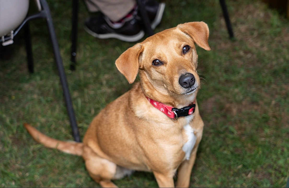 Sibelle a rejoint le concours — aidez-le/la à gagner de superbes lots ! dog, tan_dog, collar, grass, outdoor, pet, animal, sitting, head_tilt, attentive, canine, shoes, chair_legs, background, fur, cute, domestic_animal, mammal, friendly, companion
