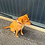 Sibelle a rejoint le concours — aidez-le/la à gagner de superbes lots ! dog, leash, collar, asphalt, fence, outdoor, pet, canine, sitting, brown, side_view, quiet, daylight, small_dog, ground, pavement, resting, domestic_animal, animal, cute