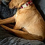 dog, tan_dog, collar, heart_pattern, plush_blanket, cushion, resting, sleepy, cozy, pet, indoor, fur, cute, animal, relaxed, closeup, side_view, snuggle, comfort, canine