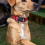 dog, tan, collar, red_collar, heart_pattern, paw, outdoor, grass, pet, animal, cute, canine, mammal, alert, sitting, focused, closeup, portrait, domestic_animal, friendly