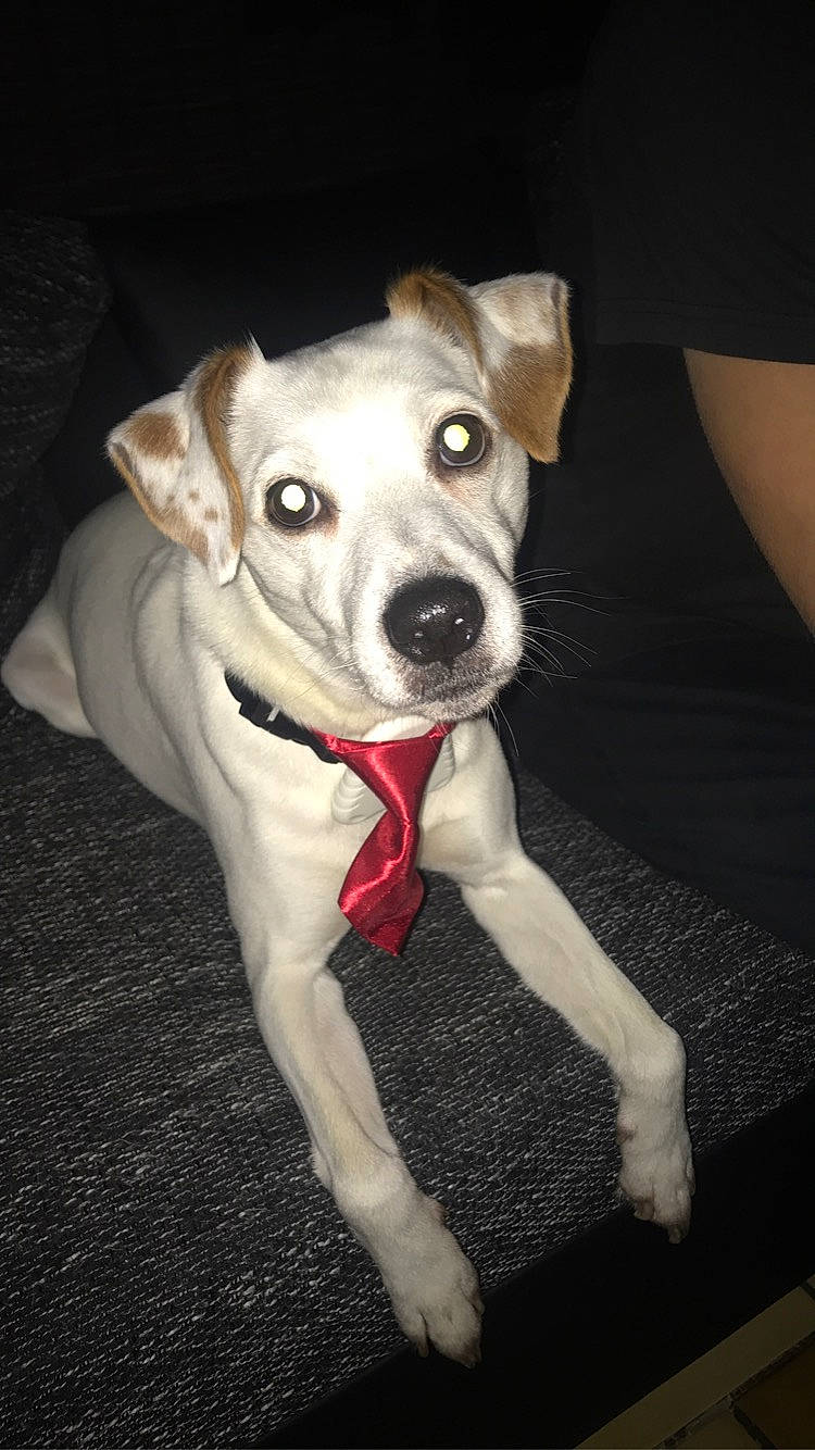 Tayson participe au concours pour gagner de l'argent avec cette photo : beige, canidae, carnivore, collar, companion_dog, dog, dog_breed, dog_collar, dog_supply, fawn, non_sporting_group, pet_supply, snout, sporting_group, whiskers, working_animal, working_dog