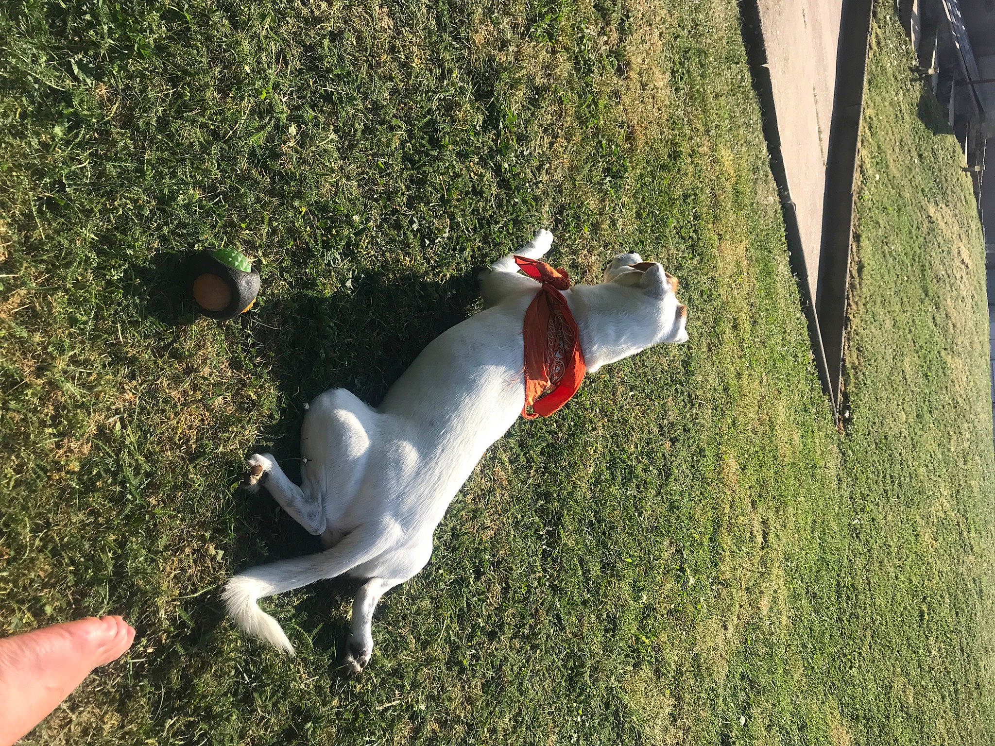 Tayson a rejoint le concours — aidez-le/la à gagner de superbes lots ! canidae, carmine, carnivore, companion_dog, dog, dog_breed, garden, grass, hedge, hunting_dog, lawn, lawn_ornament, non_sporting_group, sculpture, shadow, sporting_group, tail, working_dog, yard