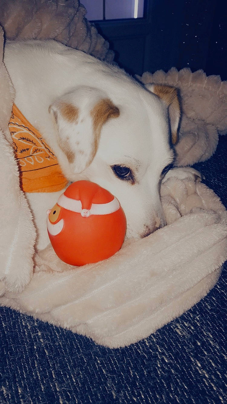 Tayson participe au concours pour gagner de l'argent avec cette photo : canidae, carnivore, companion_dog, creative_arts, dog, dog_bed, dog_breed, dog_supply, home_accessories, non_sporting_group, orange, peach, pet_supply, sporting_group, textile, toy, vertebrate, working_animal, working_dog, woven_fabric