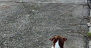 Arlo joined the competition — help win amazing prizes! dog, brown_dog, white_markings, lying_down, back_view, splayed_legs, driveway, concrete, outdoor, backyard, garden, garden_hose, person, sunlight, summer, fence, pavement, domestic_animal, funny_pose, pet