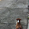 dog, brown_dog, white_markings, lying_down, back_view, splayed_legs, driveway, concrete, outdoor, backyard, garden, garden_hose, person, sunlight, summer, fence, pavement, domestic_animal, funny_pose, pet