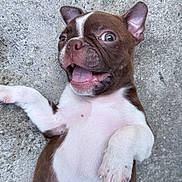 Arlo is registered to the contest to win money with this photo: puppy, dog, french_bulldog, brown_and_white, lying_down, belly_up, open_mouth, happy, playful, paws, floppy_ears, short_muzzle, white_chest, white_paws, outdoor, concrete, closeup, portrait, cute, animal