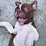 puppy, dog, french_bulldog, brown_and_white, lying_down, belly_up, open_mouth, happy, playful, paws, floppy_ears, short_muzzle, white_chest, white_paws, outdoor, concrete, closeup, portrait, cute, animal