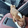 Arlo joined the competition — help win amazing prizes! puppy, dog, brown_and_white, sleeping, small_dog, pet, animal, car, car_interior, center_console, leather_seat, seat_cover, close_up, top_down_view, relaxed, cute, white_markings, floppy_ears, paws, portrait