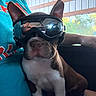 Arlo is registered to the contest to win money with this photo: dog, boston_terrier, goggles, sunglasses, pet, canine, animal, sitting, lap, person, vehicle, interior, outdoor, sunlight, portrait, close_up, white_chest, pointed_ears, funny, adventure