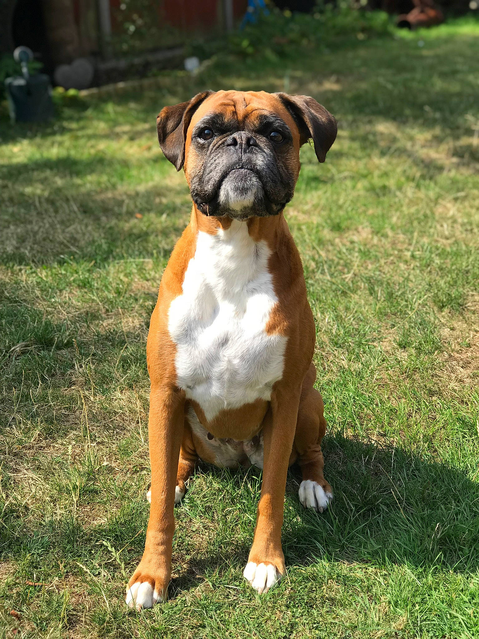 Suzuki joined the competition — help win amazing prizes! boxer, canidae, carnivore, companion_dog, dog, dog_breed, dog_collar, fawn, grass, liver, molosser, plant, snout, sporting_group, tail, tree, whiskers, working_animal, working_dog, wrinkle