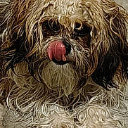 Codi is registered to the contest to win money with this photo: dog, shih_tzu, wet_fur, tongue_out, close_up, pet, paws, face, eyes, nose, whiskers, long_hair, brown_fur, white_fur, messy, indoor, concrete_floor, playful, cute, portrait