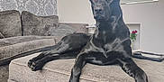 Rex joined the competition — help win amazing prizes! alert, animal, black_dog, couch, dog, ears_up, flower_vase, furniture, home, interior, living_room, mirror, ottoman, patterned_wallpaper, paws, pet, red_flowers, relaxed, resting, sofa
