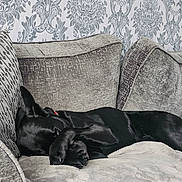 Rex is registered to the contest to win money with this photo: black_dog, blanket, canine, couch, cozy, dog, domestic_animal, fur, furniture, home, indoor, patterned_wallpaper, paw, paw_covering_face, pet, relaxing, resting, sleeping, sofa, wallpaper