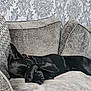 black_dog, blanket, canine, couch, cozy, dog, domestic_animal, fur, furniture, home, indoor, patterned_wallpaper, paw, paw_covering_face, pet, relaxing, resting, sleeping, sofa, wallpaper