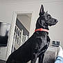 alert, black_dog, companion, cushion, dog, doorway, feet, floor, indoor, jeans, living_room, modern_interior, person, pet, red_collar, relaxation, sofa, staircase, television, white_socks