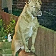 Izzie joined the competition — help win amazing prizes! dog, animal, pet, backyard, night, flash, glowing_eyes, brick_wall, fence, plant, outdoor, canine, standing, blur, nighttime, domestic_animal, yard, garden, mammal, brown_dog