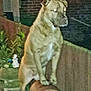 animal, backyard, blur, brick_wall, brown_dog, canine, dog, domestic_animal, fence, flash, garden, glowing_eyes, mammal, night, nighttime, outdoor, pet, plant, standing, yard