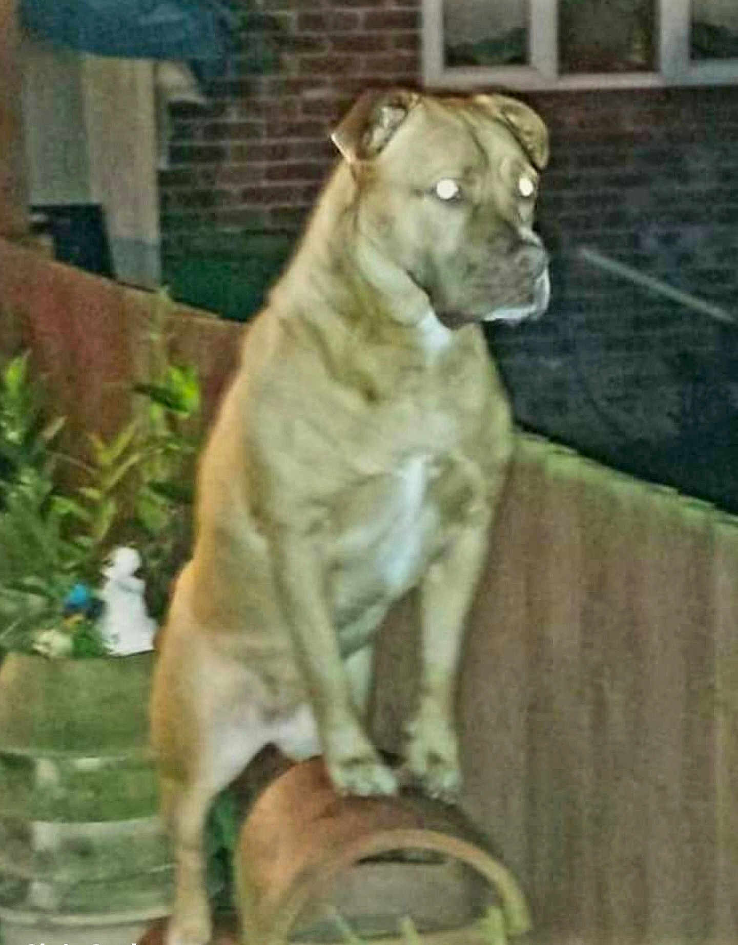 Izzie