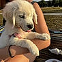 Alba participe au concours pour gagner de l'argent avec cette photo : puppy, dog, white_dog, outdoor, sunlight, person, arm, wooden_table, grass, pink_harness, pet, cute, animal, relaxed, tongue_out, daylight, nature, summer, holding, resting