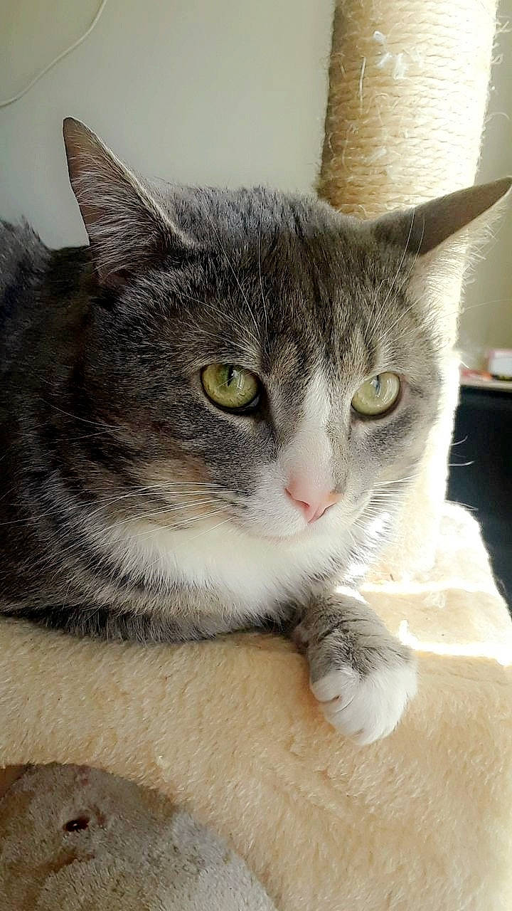 Willis joined the competition — help win amazing prizes! aegean_cat, american_shorthair, american_wirehair, asian, carnivore, cat, domestic_short_haired_cat, dragon_li, european_shorthair, felidae, kitten, mammal, ojos_azules, polydactyl_cat, small_to_medium_sized_cats, snout, tabby_cat, vertebrate, whiskers