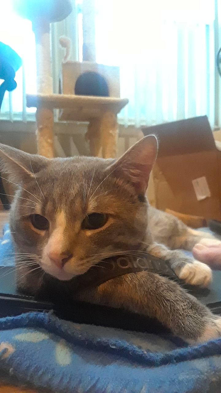 Willis joined the competition — help win amazing prizes! aegean_cat, arabian_mau, asian, australian_mist, carnivore, cat, chartreux, domestic_short_haired_cat, european_shorthair, fawn, felidae, german_rex, kitten, korat, mammal, russian_blue, small_to_medium_sized_cats, tabby_cat, vertebrate, whiskers