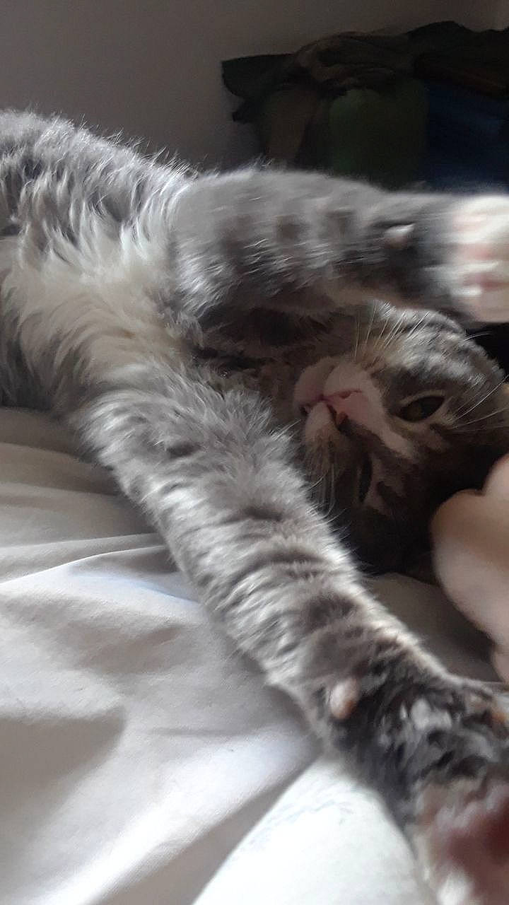 Willis joined the competition — help win amazing prizes! american_curl, carnivore, cat, claw, domestic_long_haired_cat, felidae, fur, kitten, maine_coon, nap, norwegian_forest_cat, paw, small_to_medium_sized_cats, whiskers