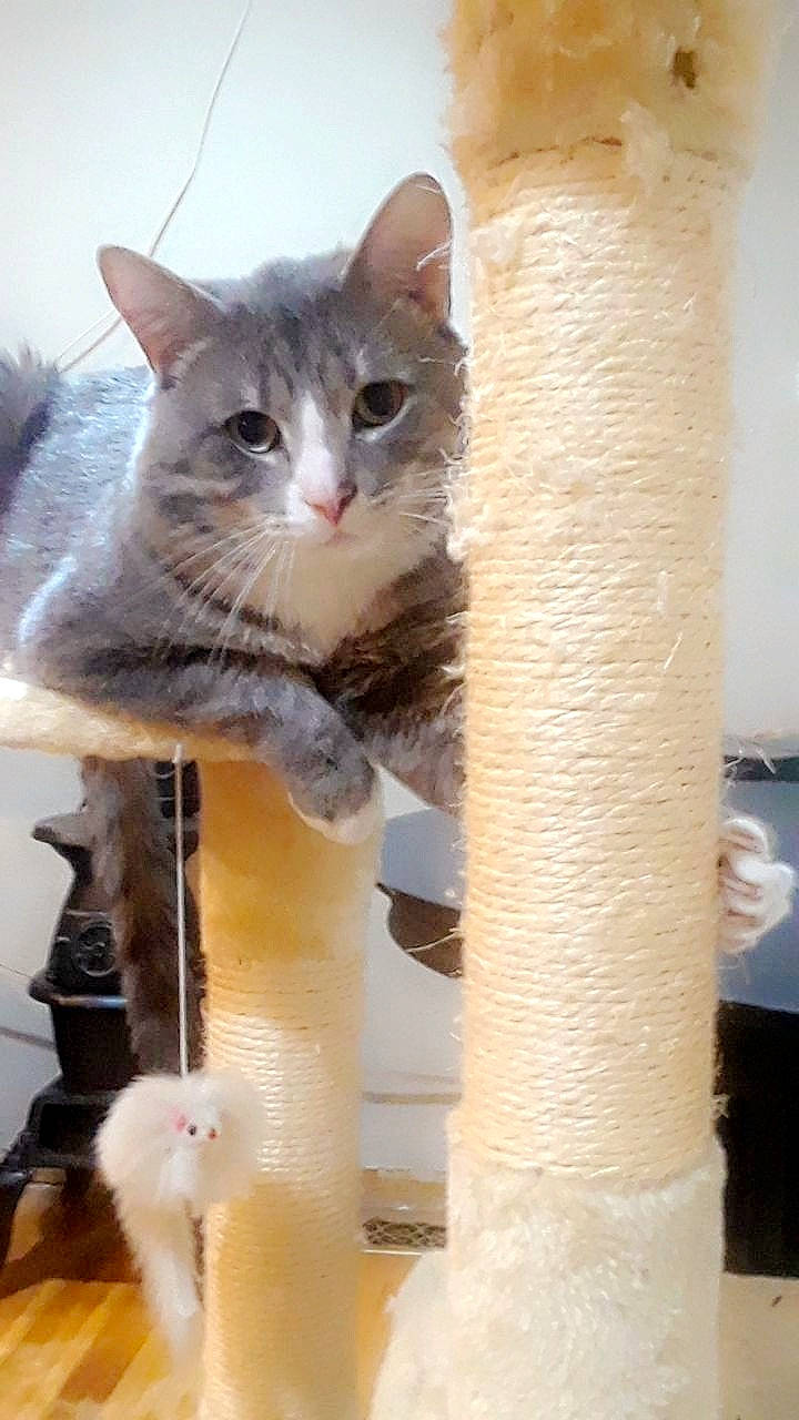 Willis is registered to the contest to win money with this photo: aegean_cat, asian, carnivore, cat, domestic_short_haired_cat, european_shorthair, fawn, felidae, kitten, mammal, norwegian_forest_cat, ojos_azules, polydactyl_cat, ragamuffin, ragdoll, small_to_medium_sized_cats, turkish_van, whiskers