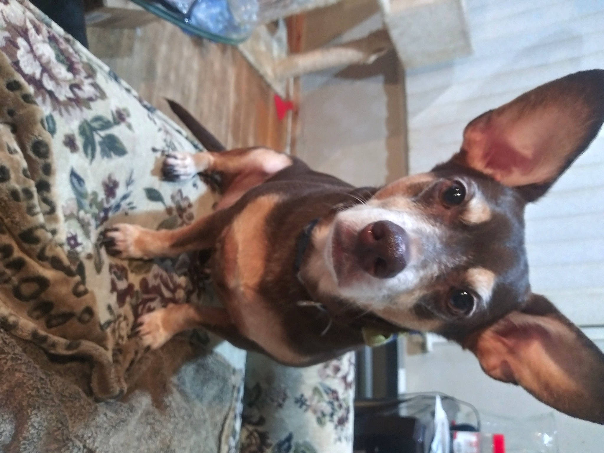 Cass joined the competition — help win amazing prizes! american_hairless_terrier, canidae, carnivore, dog, dog_breed, ear, fawn, feist, hunting_dog, koolie, mammal, non_sporting_group, rat_terrier, snout, teddy_roosevelt_terrier, vertebrate