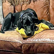 Zeppelin joined the competition — help win amazing prizes! animal, black_dog, canine, collar, comfort, cozy, dog, domestic_animal, fur, furniture, home, indoor, laying_down, leather_couch, pet, portrait, relaxed, resting, sleepy, yellow_pillow