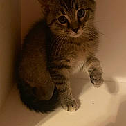 Loui is registered to the contest to win money with this photo: animal, cat, corner, curious, cute, domestic, feline, fur, indoor, kitten, looking, mammal, paw, pet, shadow, sitting, small, tabby, whiskers, young