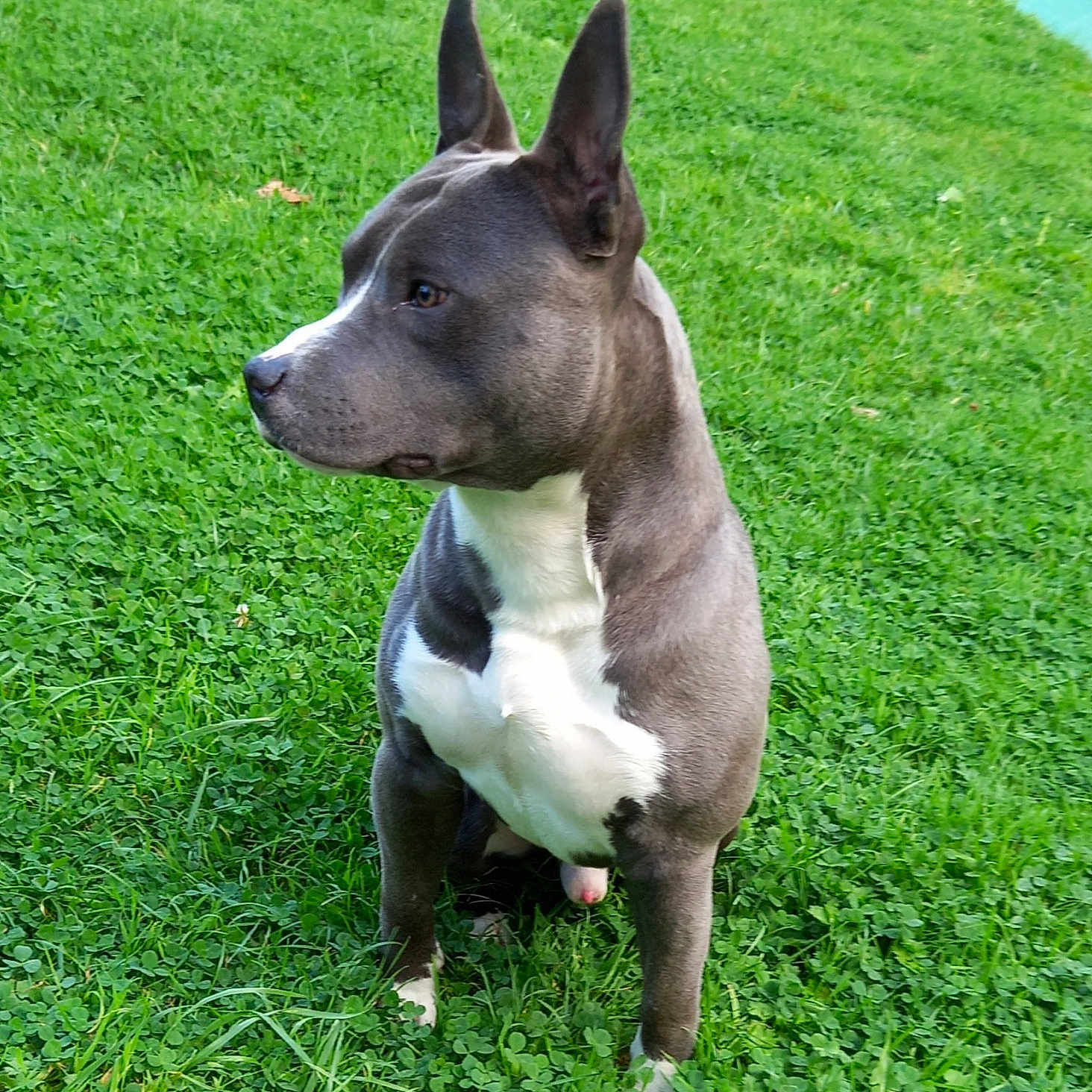 Rafiky