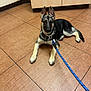 Myla is registered to the contest to win money with this photo: puppy, german_shepherd, dog, leash, floor, tile, indoor, cabinet, pet, animal, young, ears, collar, resting, looking, waiting, domestic, cute, canine, companion