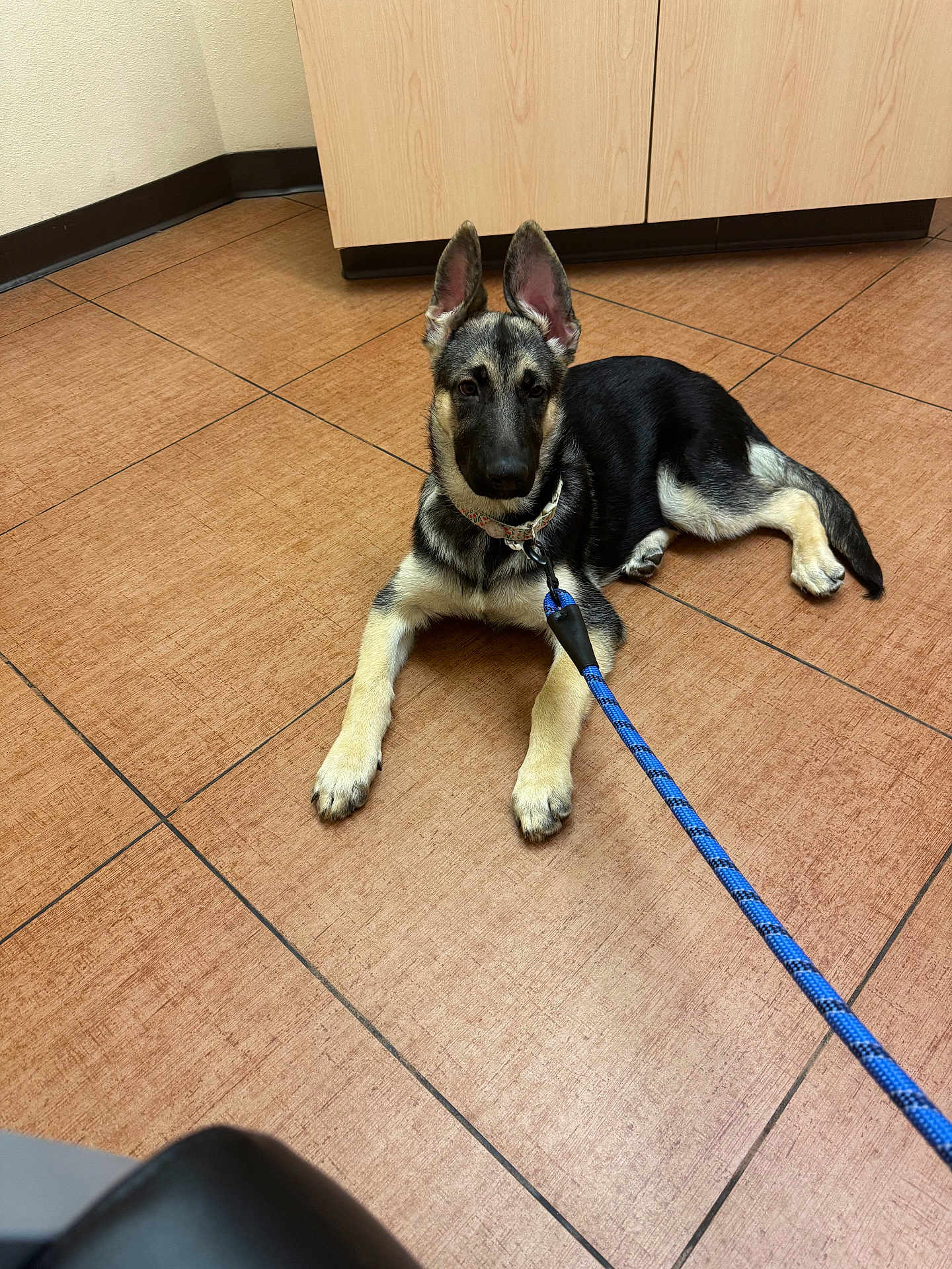Myla is registered to the contest to win money with this photo: puppy, german_shepherd, dog, leash, floor, tile, indoor, cabinet, pet, animal, young, ears, collar, resting, looking, waiting, domestic, cute, canine, companion