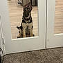 Myla is registered to the contest to win money with this photo: german_shepherd, puppy, dog, glass_door, indoor, carpet, wood_floor, ear_flop, pet, collar, sitting, curious, home, door_frame, reflection, animal, young_dog, light, waiting, cute
