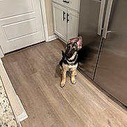 Myla is registered to the contest to win money with this photo: puppy, german_shepherd, dog, kitchen, floor, wooden_floor, cabinet, refrigerator, stainless_steel, pet, indoor, young_dog, curious, sitting, ears, tile_floor, door, collar, house, home
