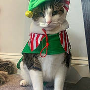 Arlo is registered to the contest to win money with this photo: cat, pet, costume, holiday, elf_hat, green, red_stripes, white_paws, tabby, indoor, carpet, wall, feline, cute, festive, animal, sitting, portrait, whiskers, ears