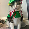 cat, pet, costume, holiday, elf_hat, green, red_stripes, white_paws, tabby, indoor, carpet, wall, feline, cute, festive, animal, sitting, portrait, whiskers, ears