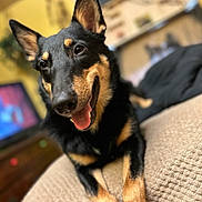 Shep is registered to the contest to win money with this photo: animal, black_and_tan, blanket, blurred_background, canine, close_up, cozy, cute, dog, ears_up, furniture, happy, indoor, living_room, pet, portrait, resting, smiling, television, tongue_out