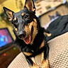 animal, black_and_tan, blanket, blurred_background, canine, close_up, cozy, cute, dog, ears_up, furniture, happy, indoor, living_room, pet, portrait, resting, smiling, television, tongue_out